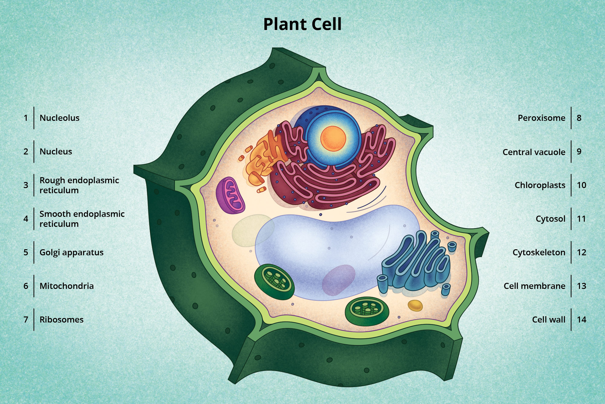 Visionlearning Plant Cell Illustration by Carl Avidano