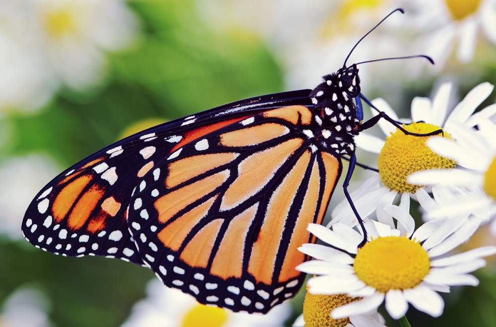 What Can Butterflies Teach Us About Professional Development?